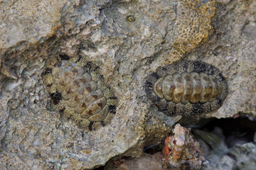 the shell in a rock
