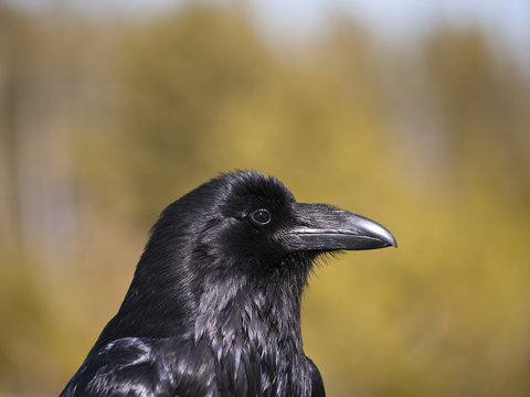 Wild Raven Portrait