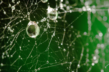 water drop on web