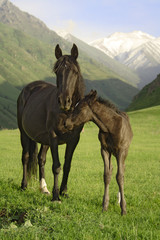 colt and mare