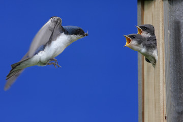 Tree Swallow Feeding Babies