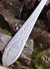 salade feuille de chêne