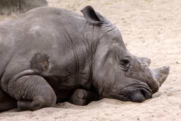 Obraz premium Breitmaulnashorn