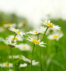 White and yellow daisies