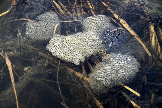 Froschlaich