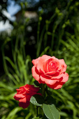 red roses in summer garden