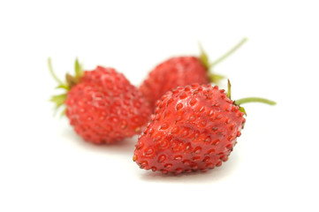 Red Wild Strawberries