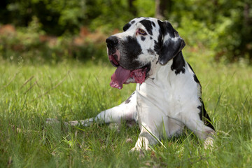 dogue allemand arlequin allongé