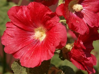 red mallow