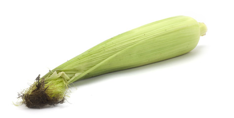 ripe corn