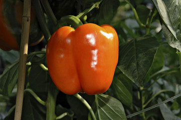 Paprika orange