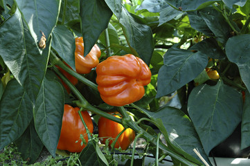 Paprika orange