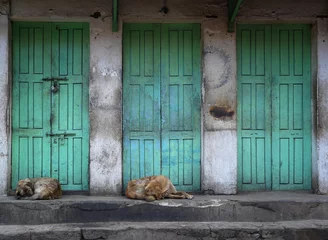 Papier Peint photo Lavable Népal Sleeping dogs