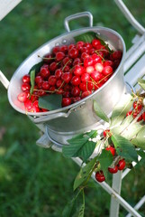 Kirschenernte (Prunus avium )