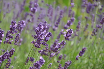 la lavendel