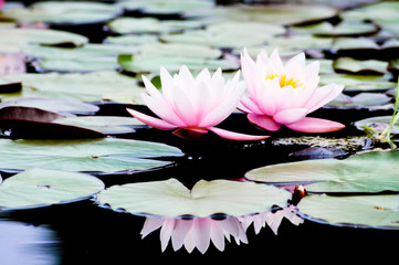 Lotus Blume. Zarte Schönheit - obrazy, fototapety, plakaty