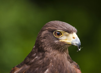 Harris Hawk