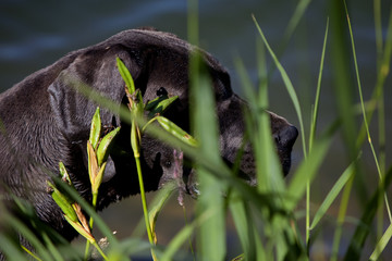 tête de dogue allemand cachée par les hautes herbes