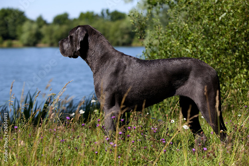 Le Dogue Allemand Est Le Plus Grand Des Chiens Stock Photo - 