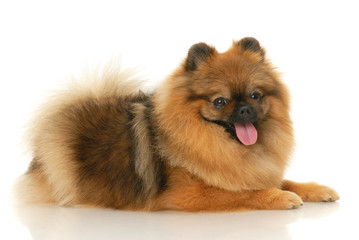 Obraz premium German Spitz dog on white background