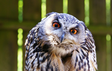 Eule oder Uhu mit scharfem Blick als Greifvogel