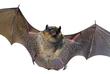 Bat 17 © Valeriy Kirsanov