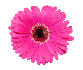 Gerbera flower isolated on white background