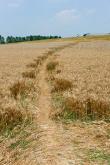 crop circle in Poirino (Turin, Italy)  from the ground
