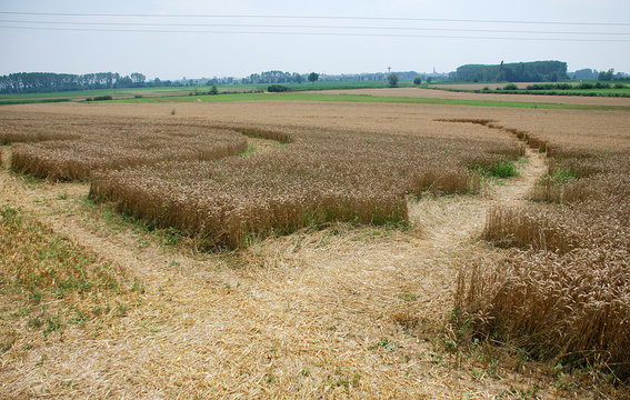 crop circle in Poirino (Turin, Italy)  from the ground