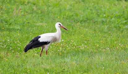 White stork