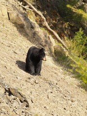 Ours noir qui attend