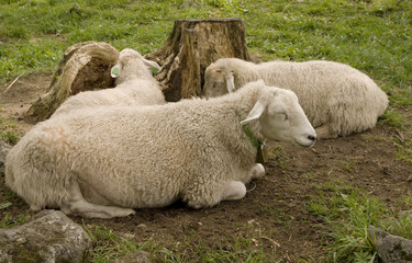 Fototapeta premium Sleeping sheep