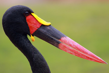 african bird