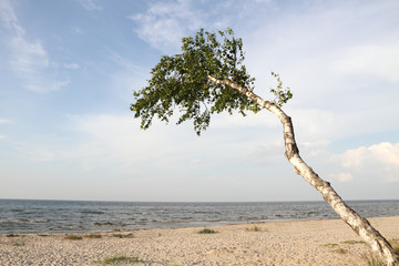 Birch and beach.