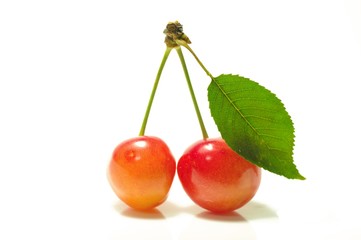 佐藤錦　-Japanese cherry-