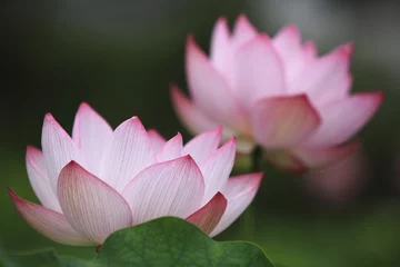 Papier Peint photo fleur de lotus lotus