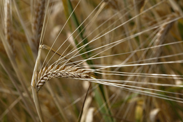 Wheat