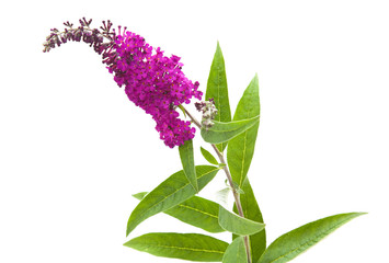 Buddleja davidii (Butterfly Bush), isolated