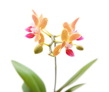 orange; yellow and pink stripy phalaenopsis orchid isolated on w
