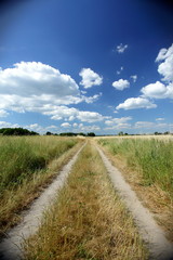 Fototapeta na wymiar Dirt path between the fields