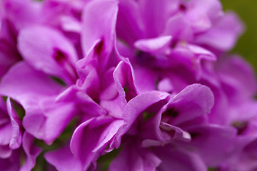 Abstract of fiolet petals - depth of field