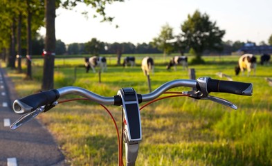 bicycle steer with cows on the background