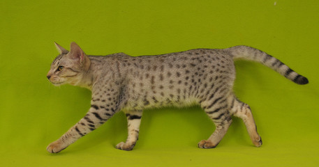 OCICAT, 5 MESI.