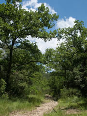 Chemin dans la forêt de chêne