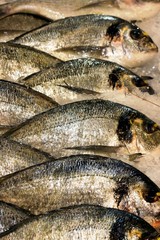 Sea Bream Fishes
