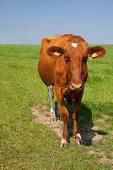 Fototapeta na wymiar krowa na słoneczny dzień