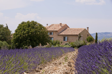 Champ de lavandes devant un mas provençal