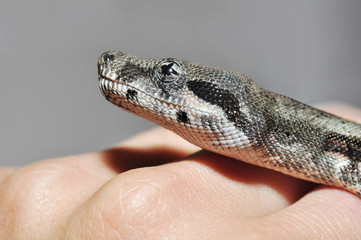 Babyboa auf der Hand