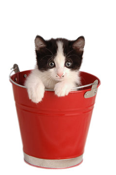 GATTINO IN POSA NEL SECCHIELLO ROSSO