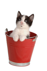 Gattino Curioso nel secchiello